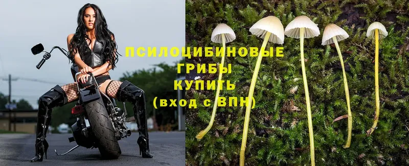 Галлюциногенные грибы Psilocybe  гидра рабочий сайт  Кстово 